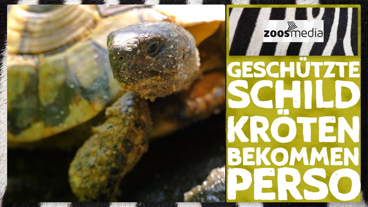 Tiergarten Mönchengladbach: SCHILDKRÖTEN gechippt | zoos.media