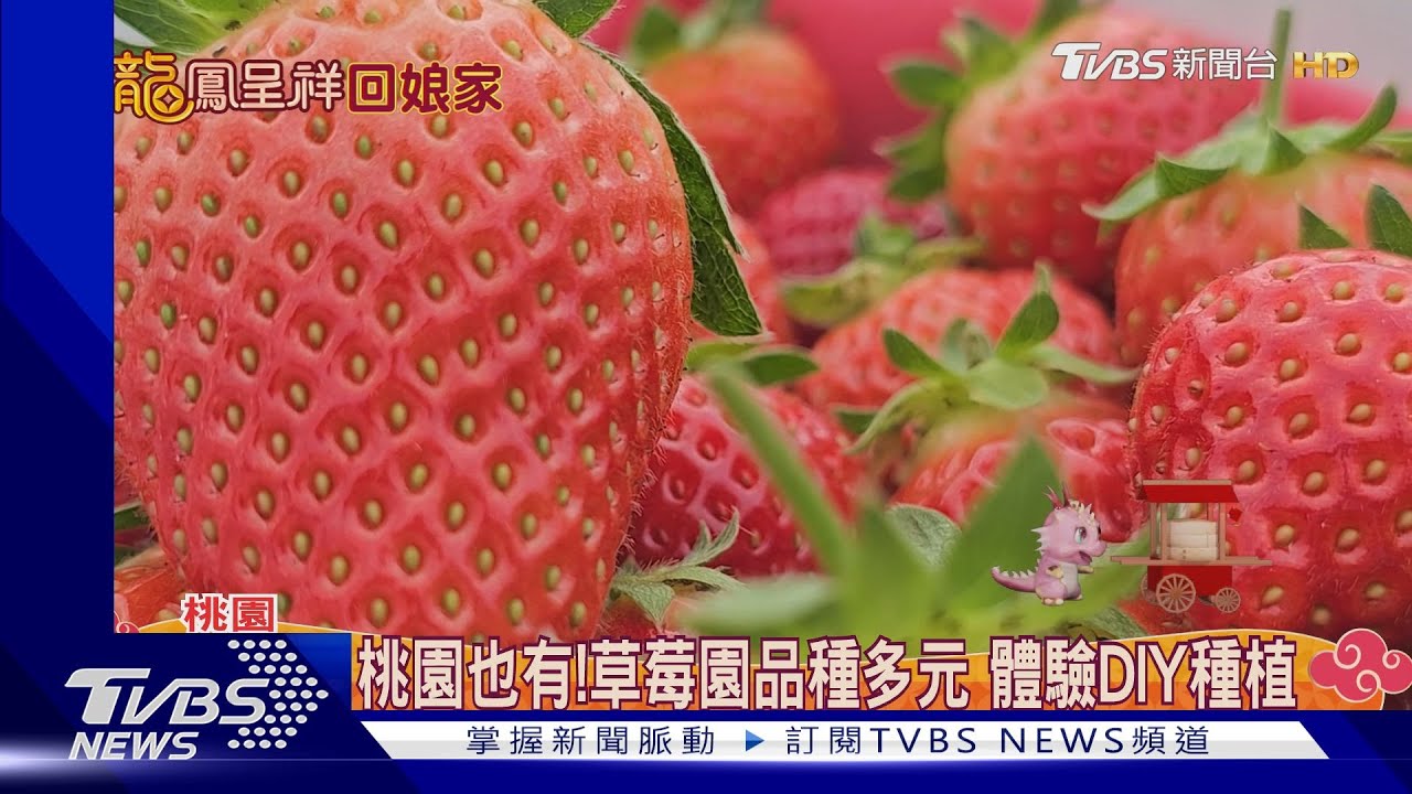桃園也有!草莓園品種多元 體驗DIY種植 ｜TVBS新聞 @TVBSNEWS01