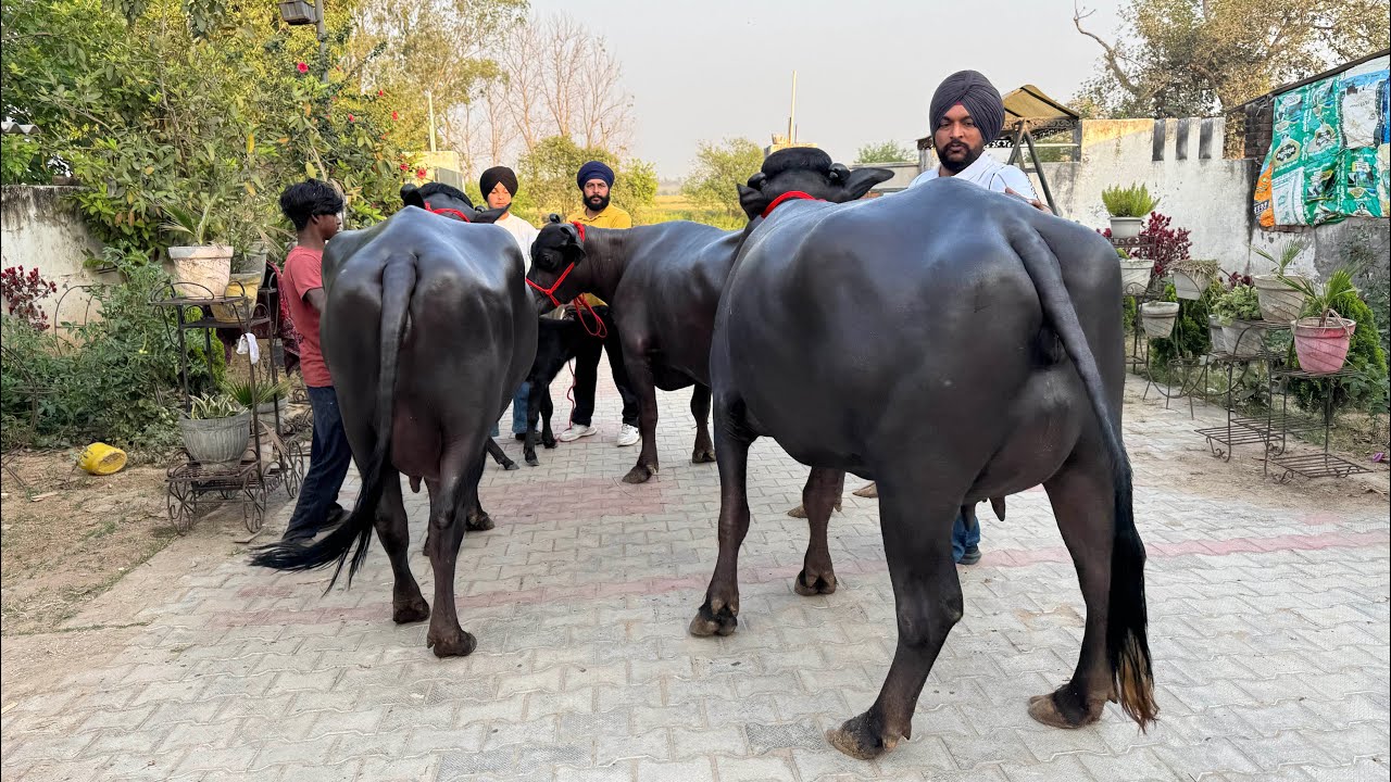 World class buffaloes in Ambala,Haryana