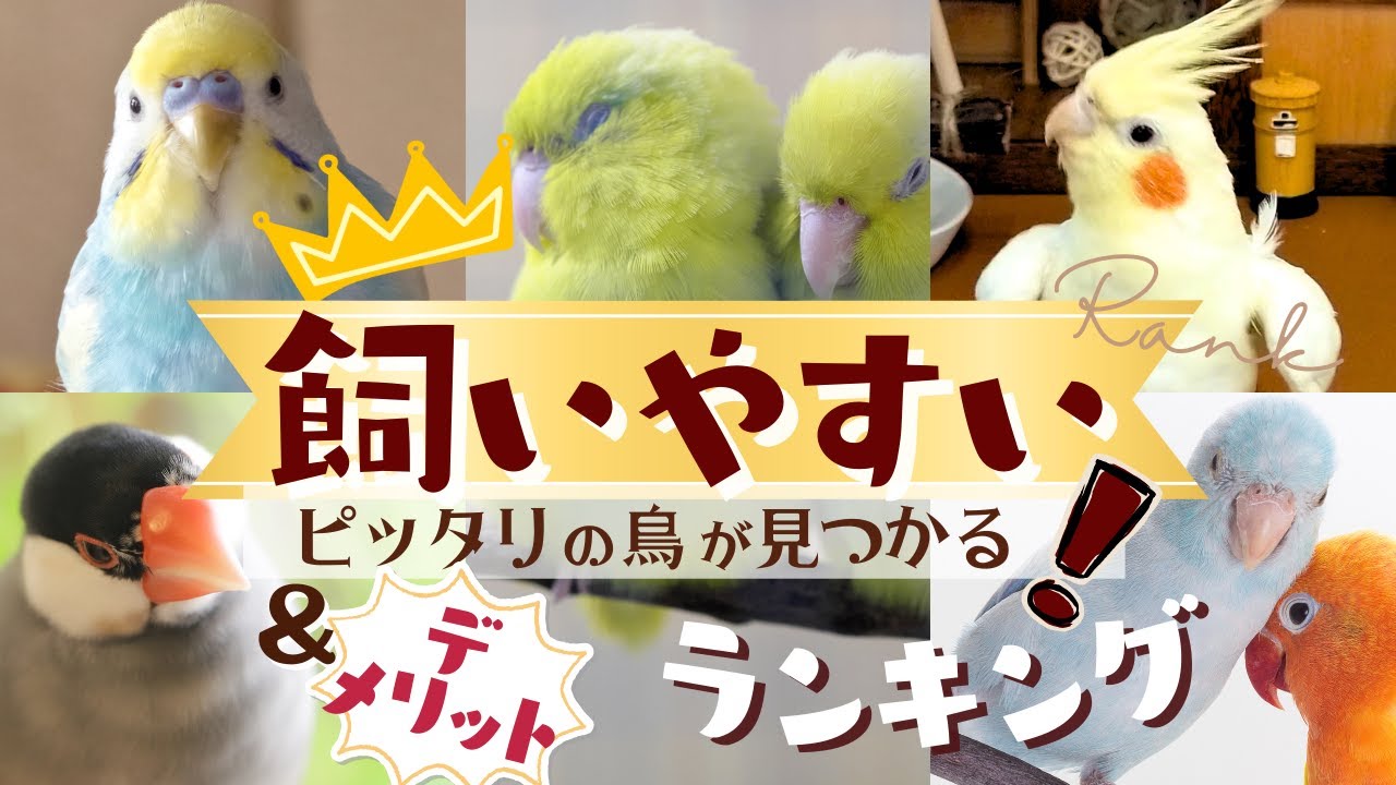 【徹底比較】インコ・オウム・文鳥etc. 飼いやすい鳥ランキングTOP10！種類ごと性格・飼うメリットデメリット♪