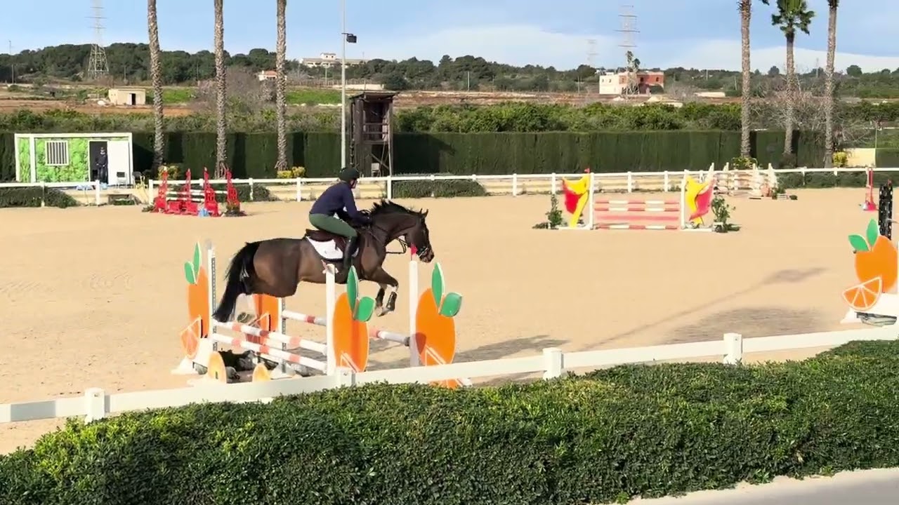 Rocky 5yo’s Spain