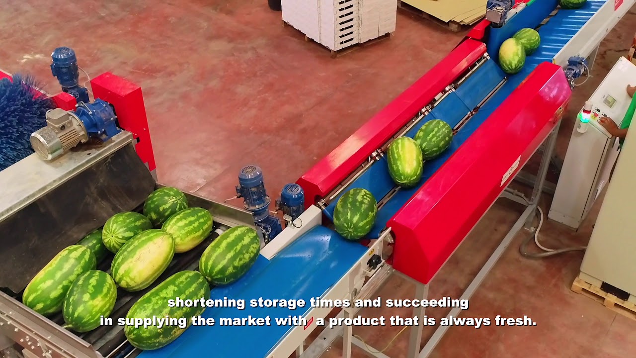 watermelons and mini watermelons