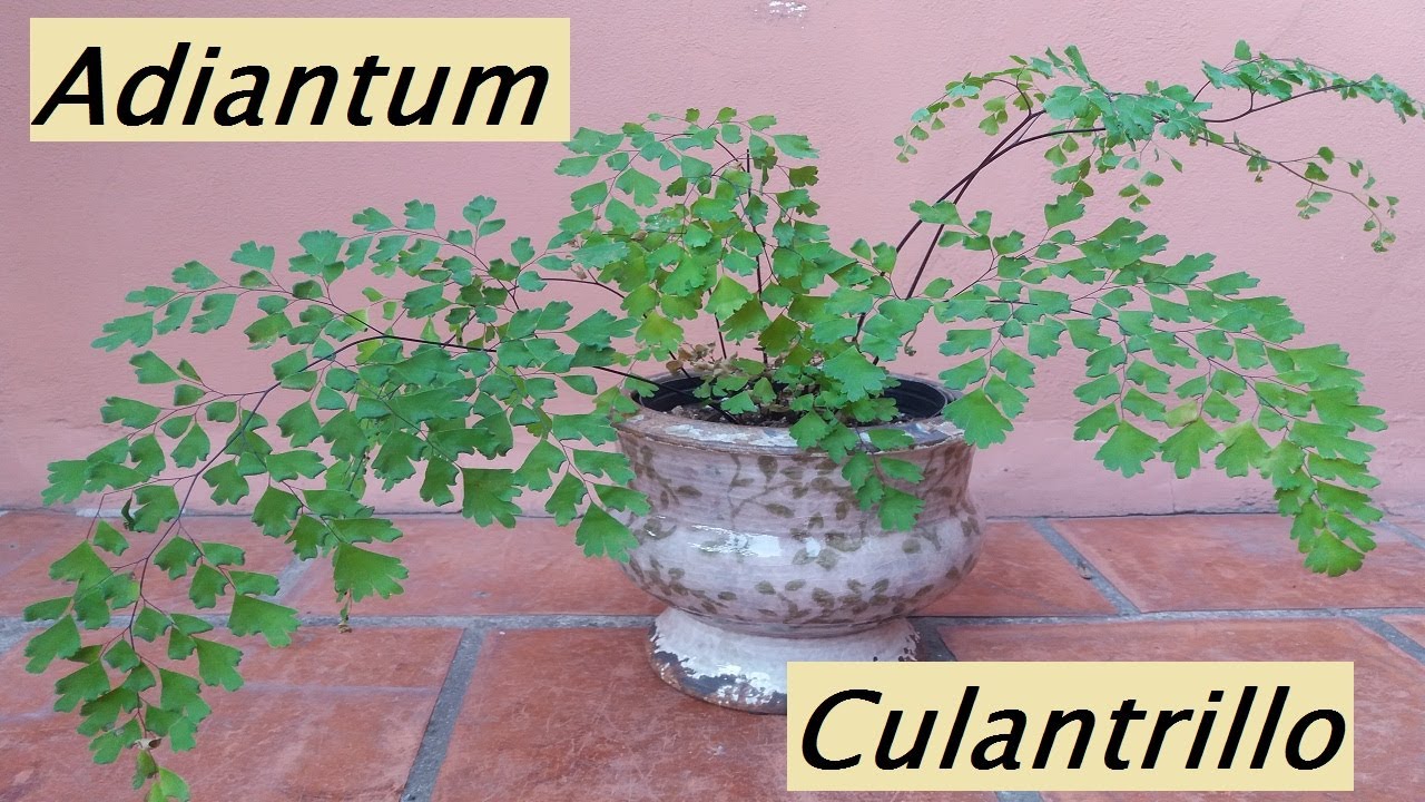 Helecho Culantrillo. Adiantum en maceta nueva!!! #adiantum #helecho #trasplante #culantrillo