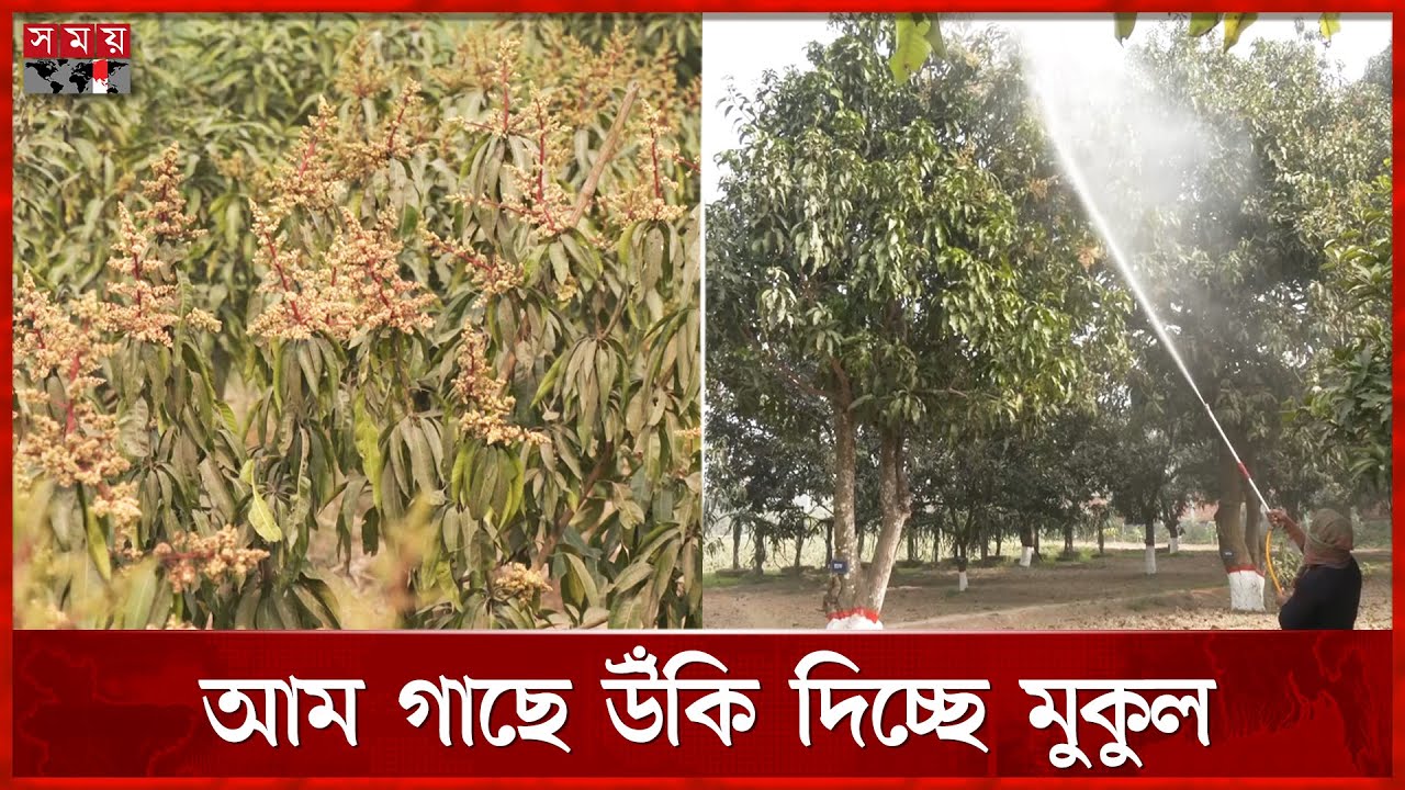 ভালো ফলন পেতে রাজশাহীর আম বাগানগুলোতে বিশেষ পরিচর্যা | Mango garden | Rajshahi | Somoy TV