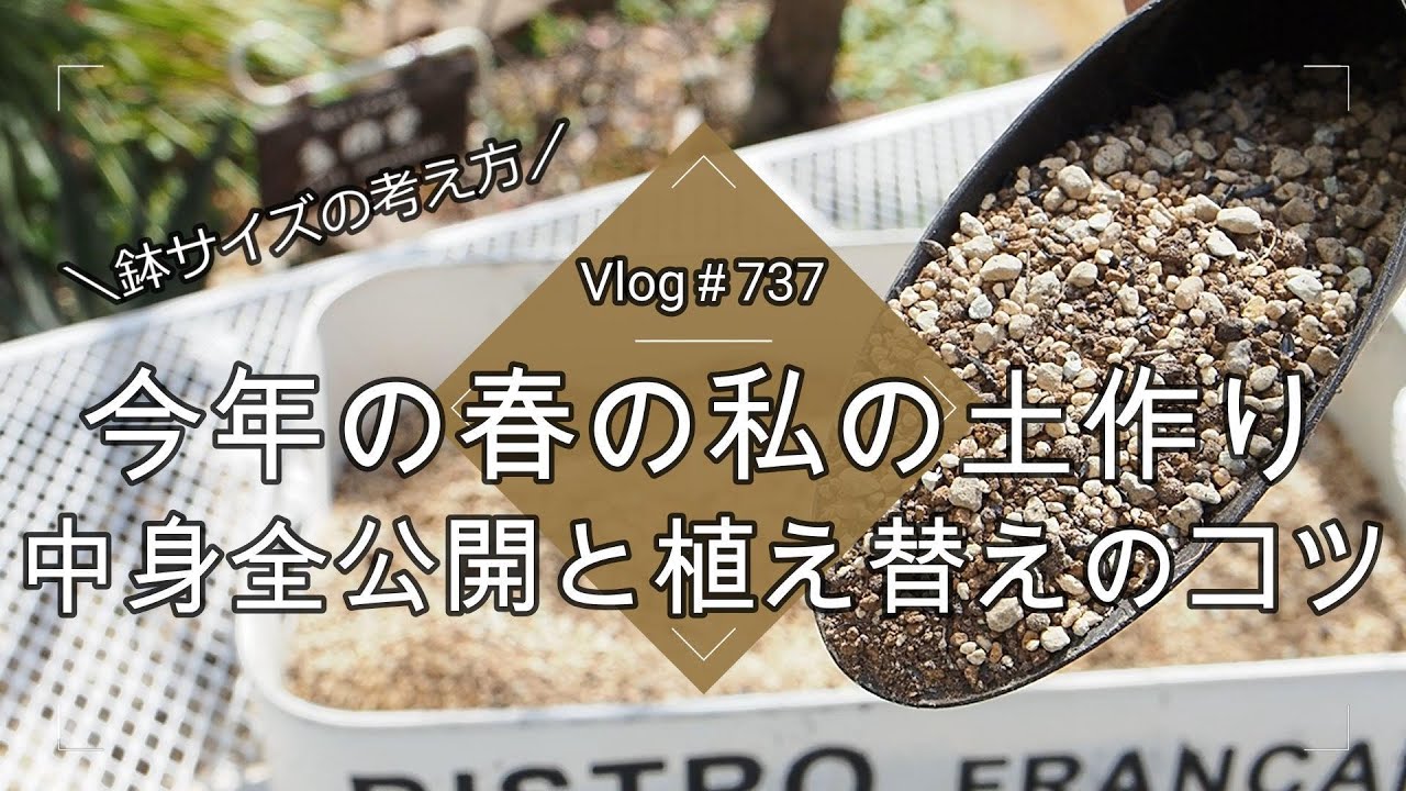【Vlog737】【多肉植物】今年の春の私の土作り💚中身全公開と植え替えのコツ【鉢サイズの考え方】