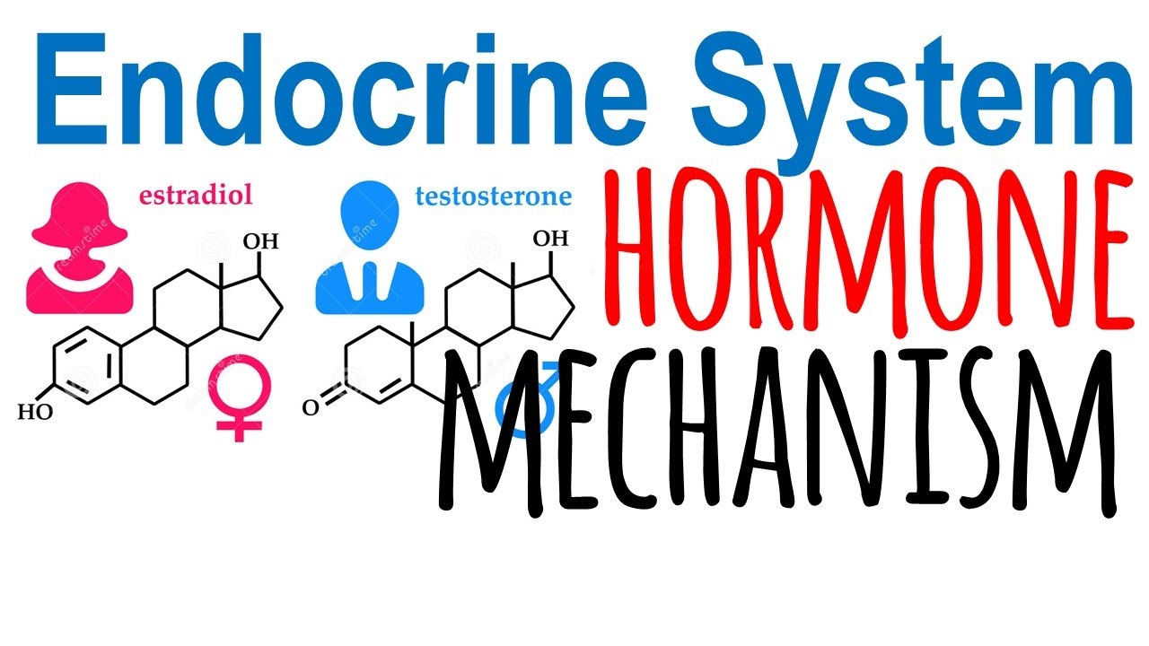 Hormone mechanism of action