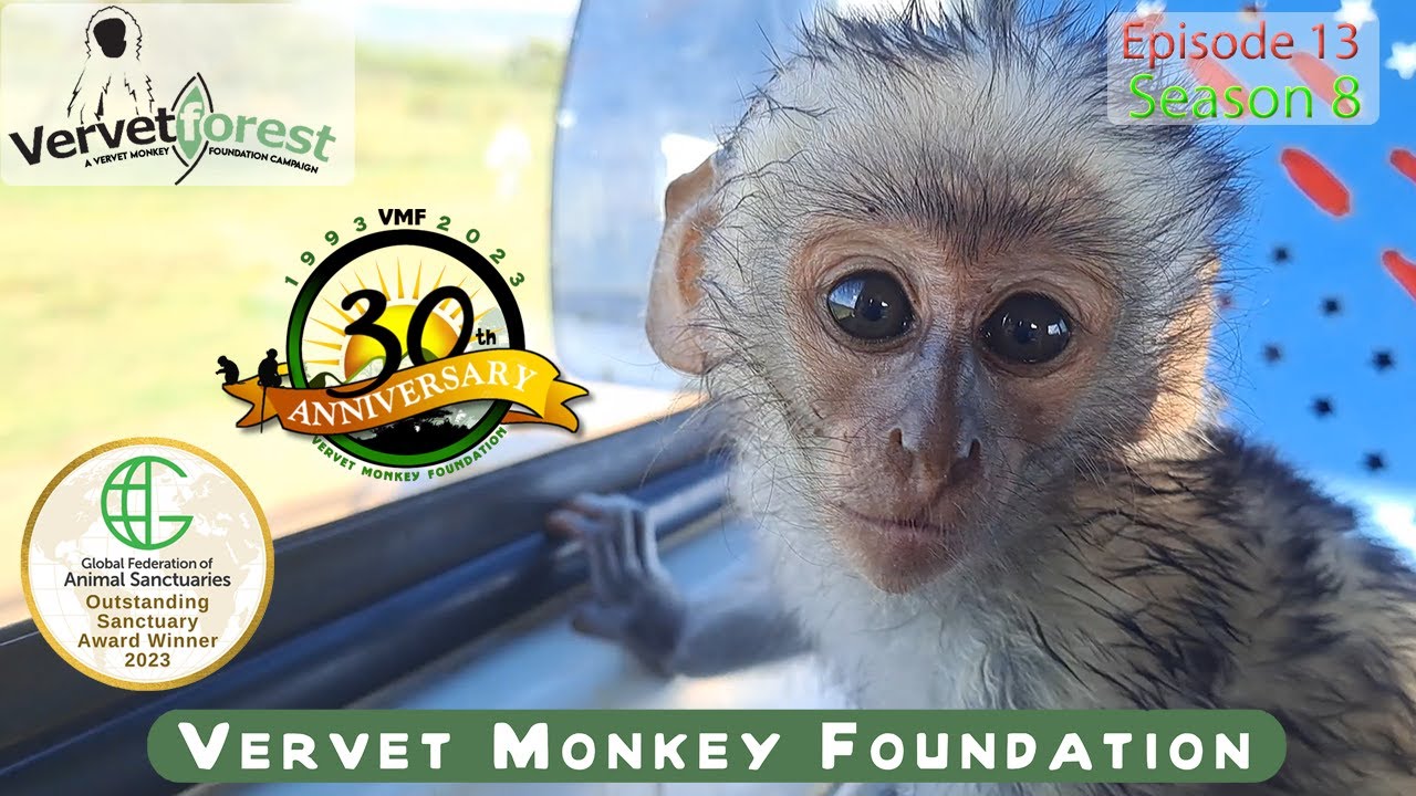 Heatwave Tragedy: 3 Orphan Baby Monkeys Arrive Amidst Heartbreaking Loss at the Foundation