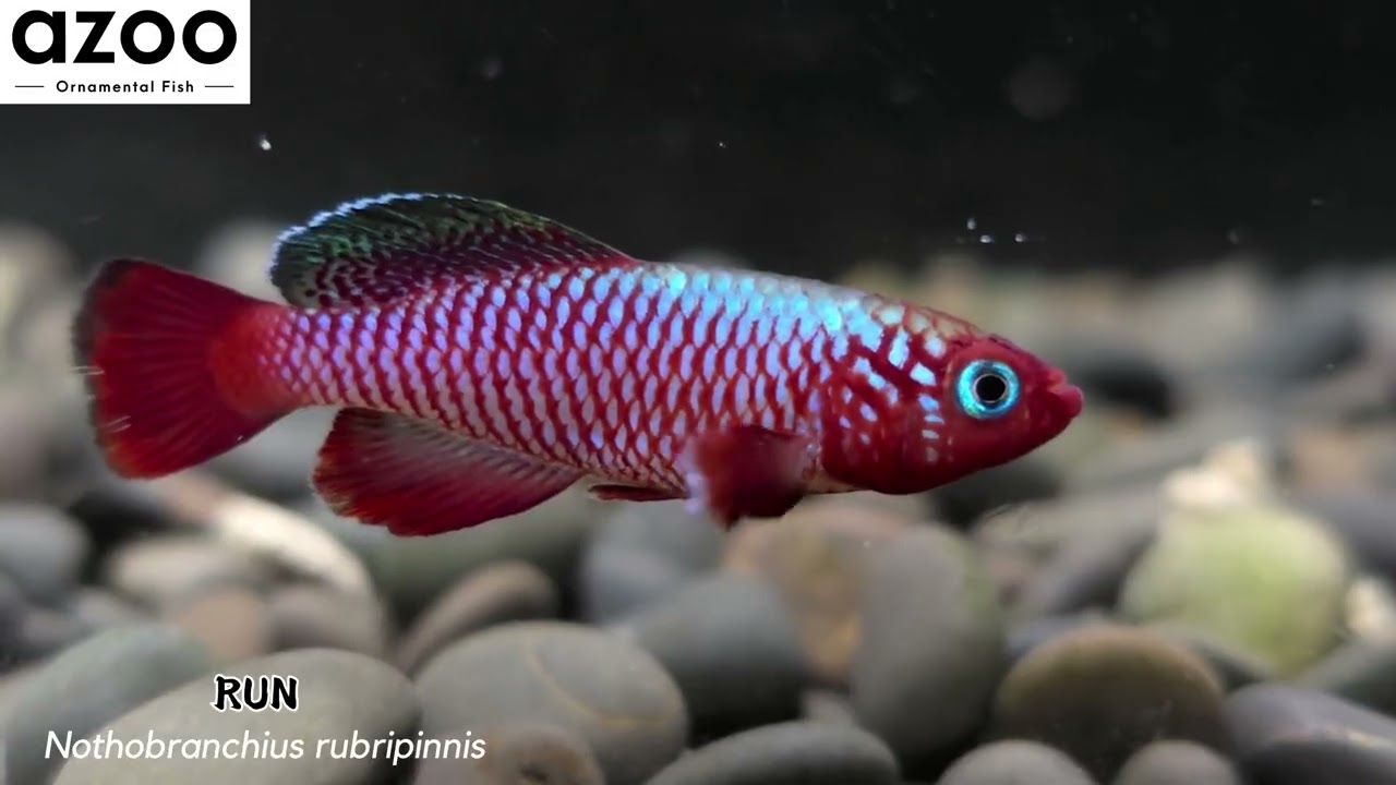Nothobranchius rubripinnis / 紅粉佳人