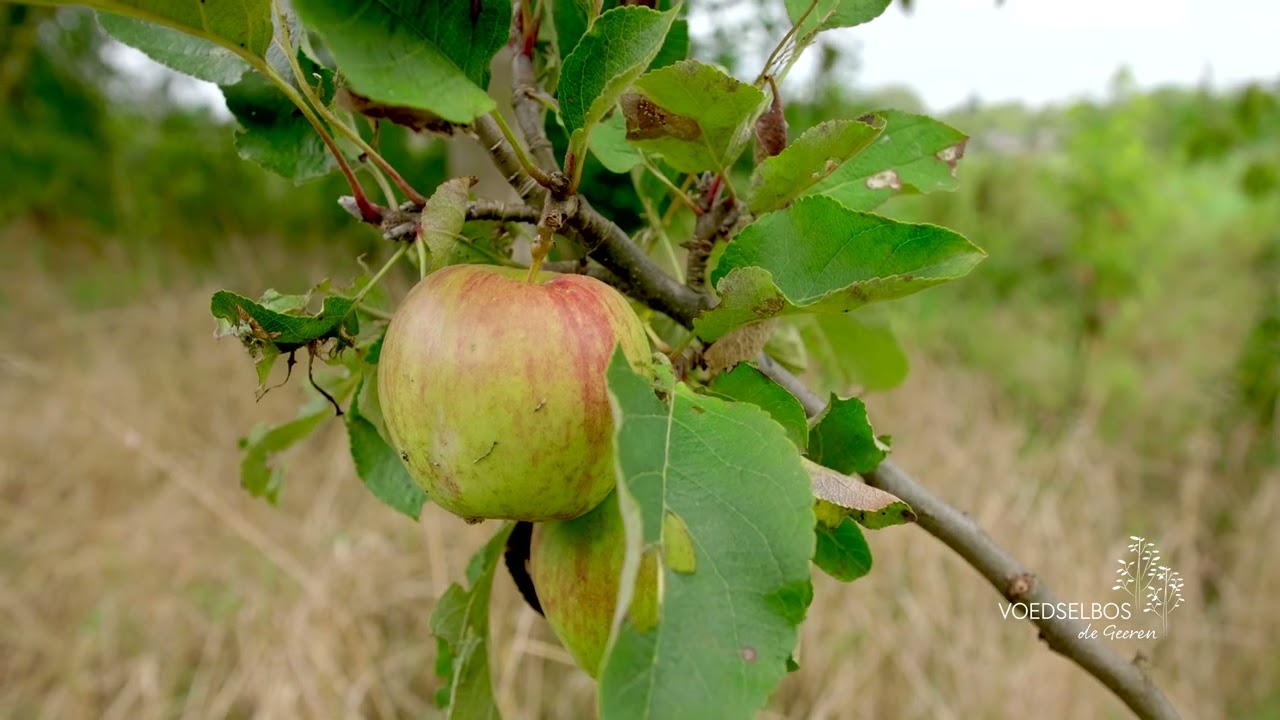 Voedselbos de Geeren groeit door.