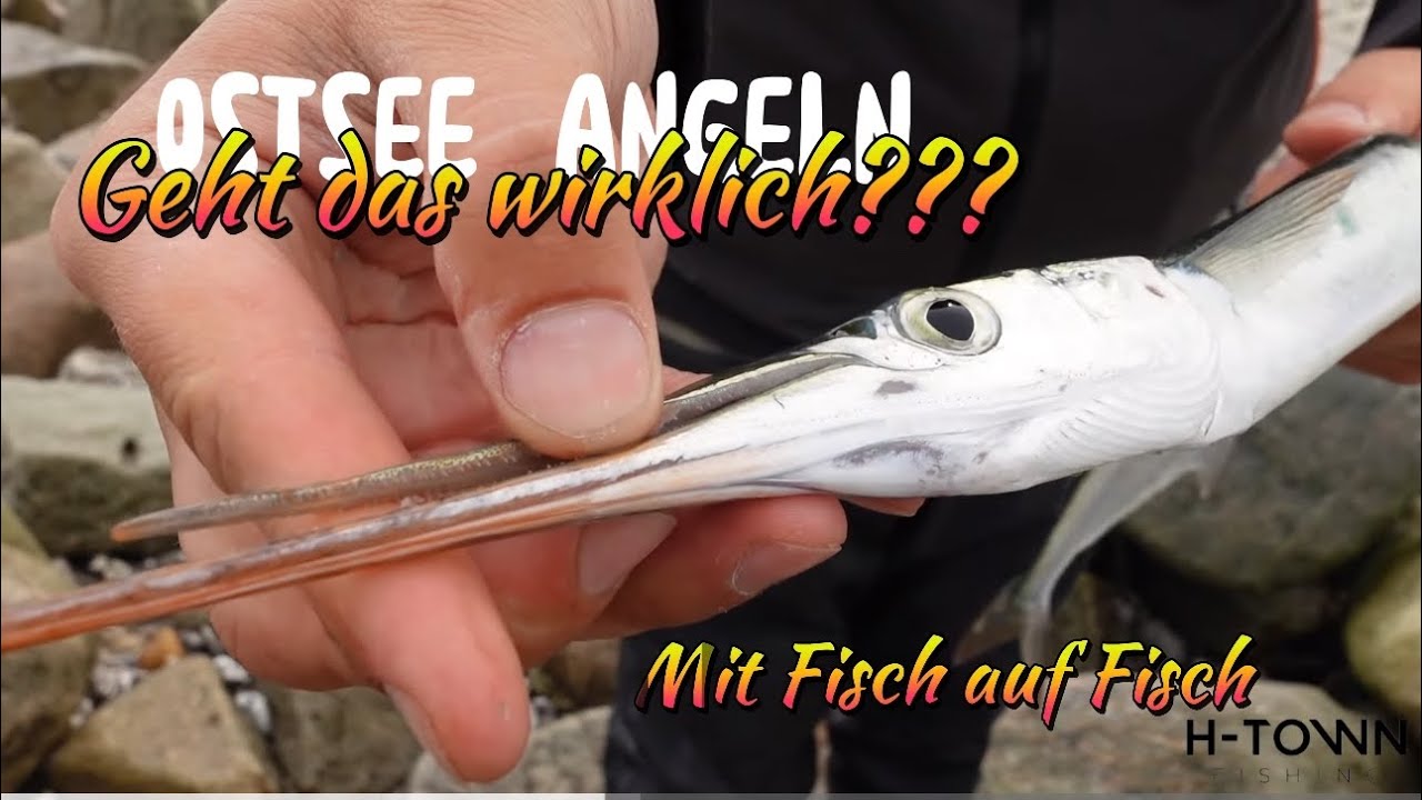 Mit Hornhecht auf Hornhecht?! Geht das wirklich?