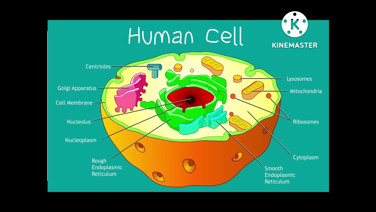 What is a Cell? / Anatomy/ physical Education