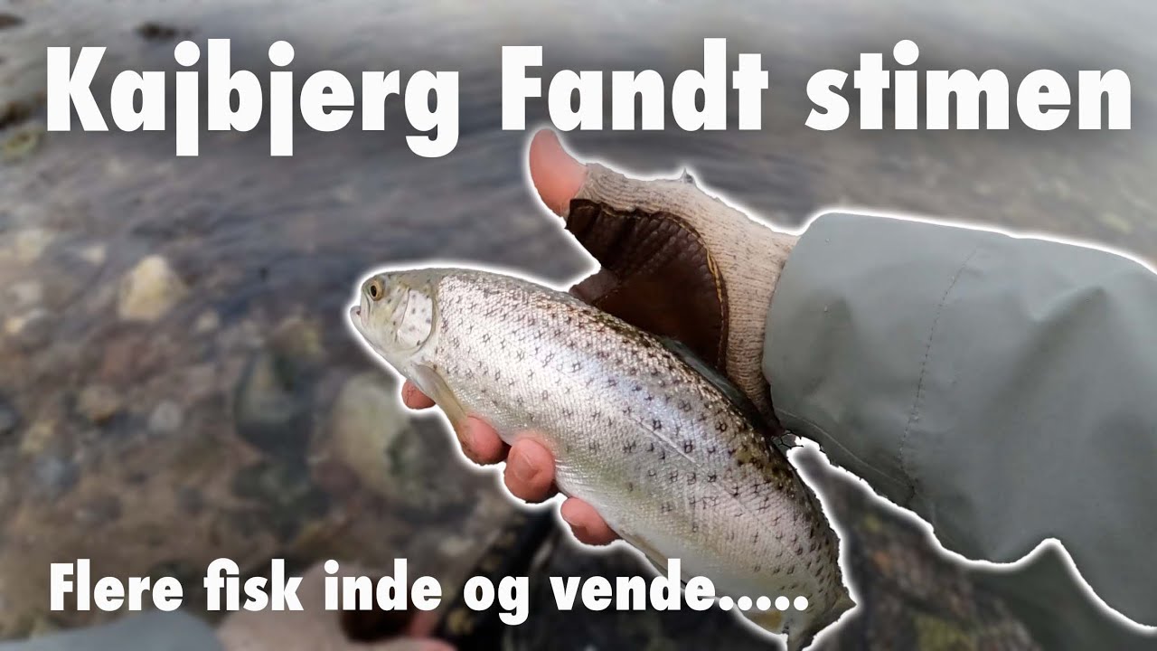 Kajbjerg 🐟 Fandt Stimen 🎣 Hav&oslash;rred Fiskeri