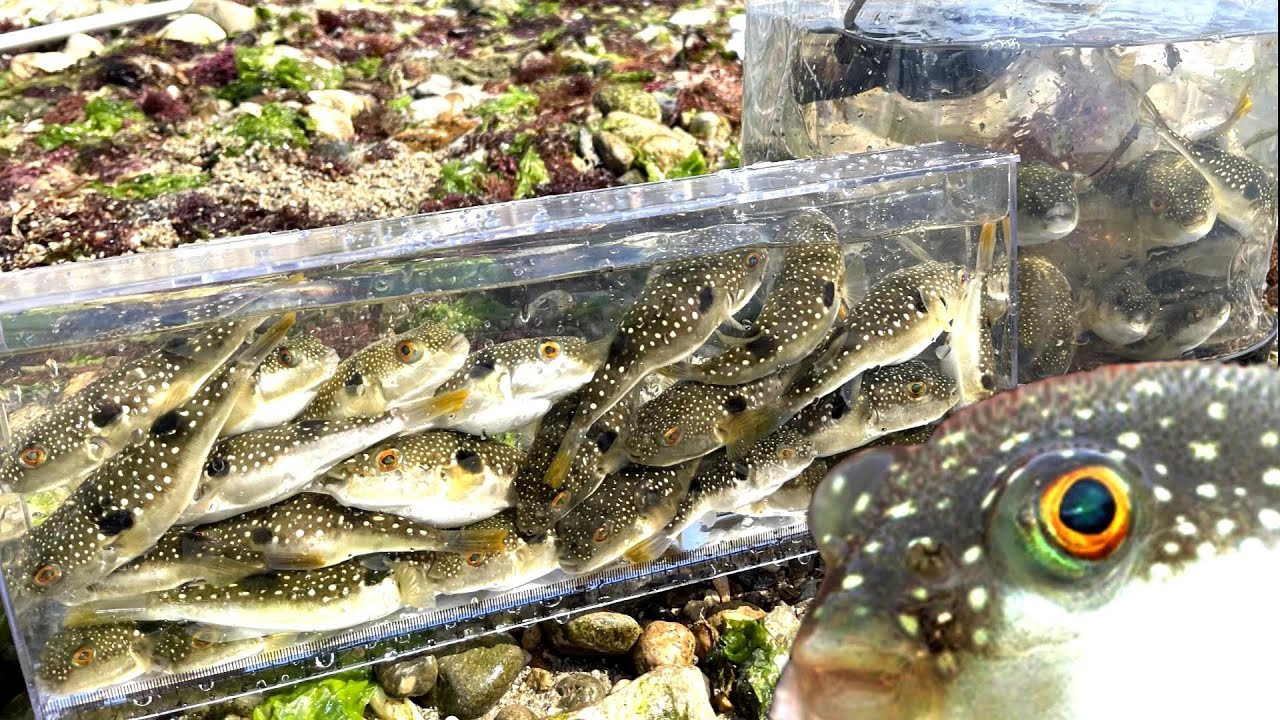 フグが目の前泳いでるので乱獲してみた。ガサガサ、Catching Fish