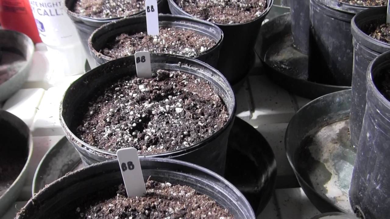 Indoor Grow Update! TrainWreck, Blueberry, Purps doing well!