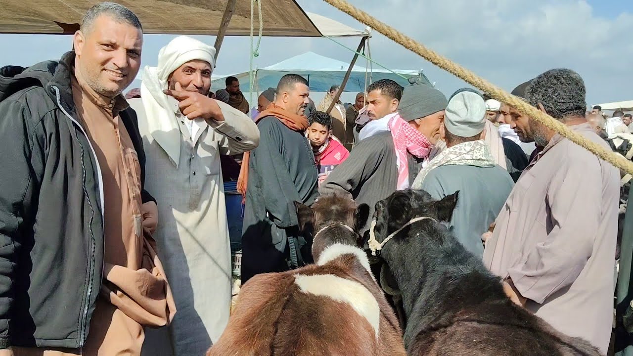 التنفيذ اسعار العجلات البقرى تحت عشر سوق كفر الشيخ)٢٠٢٦/١/٢٨