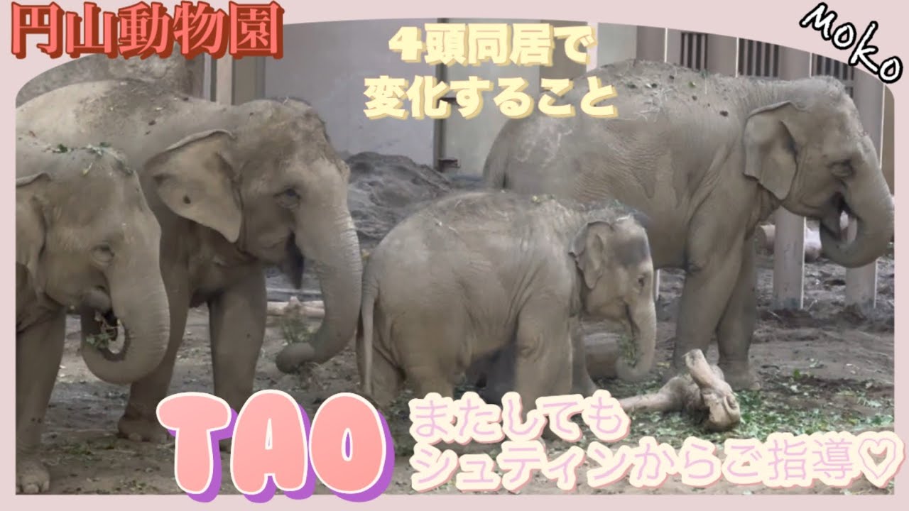 🐘4頭同居は群れでの【タオ】育て？変化する象たち♡