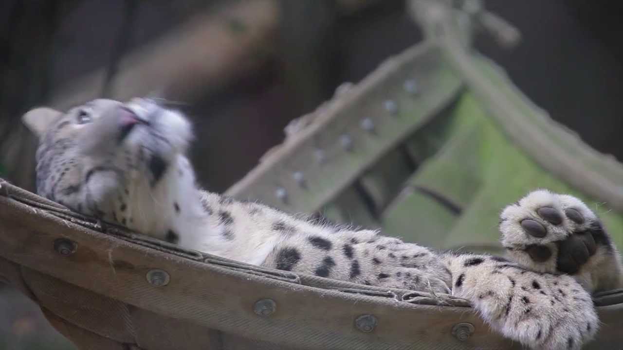 Snow Leopard- HD / Schneeleopard-HD