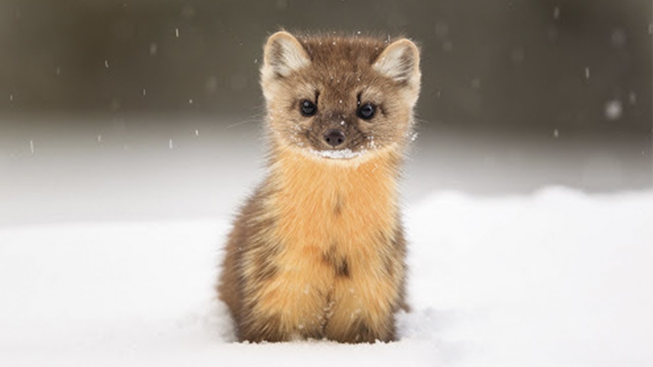世界一可愛いハンター動物！テン！テンとネコ、オオタカの対決！