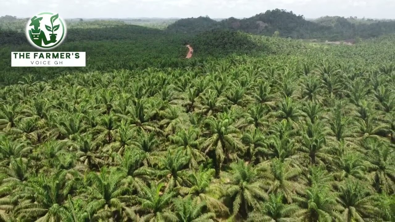 Sweeping aerial views of large-scale palm cultivation in the Western Region. DAAKYE OIL PALM