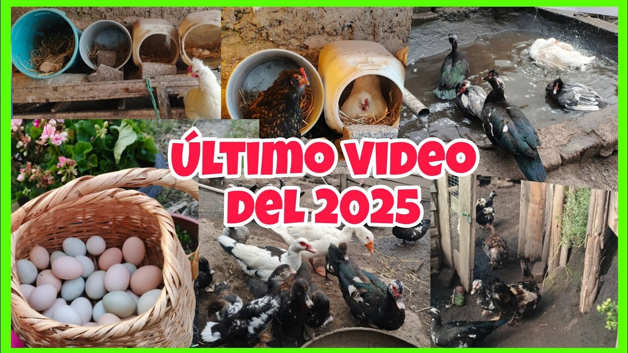 Un año bendecido en la granja 🙏Lleno de nacimientos, muchos huevitos, Cluecas etc.. FELIZ 2026 🎉