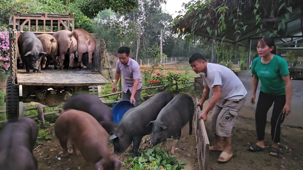Is pig farming profitable? Start raising pigs, earn income from selling pigs. ( Ep 315 )