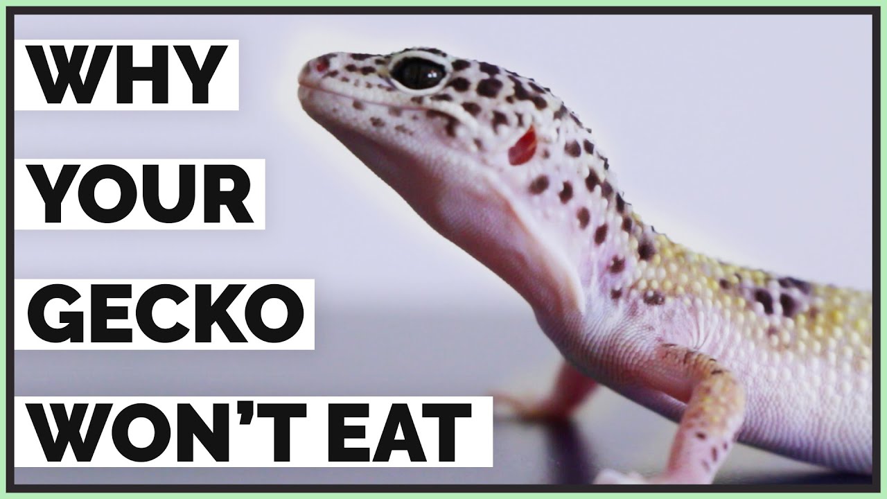 5 Reasons Your Leopard Gecko Isn't Eating - Picky Geckos