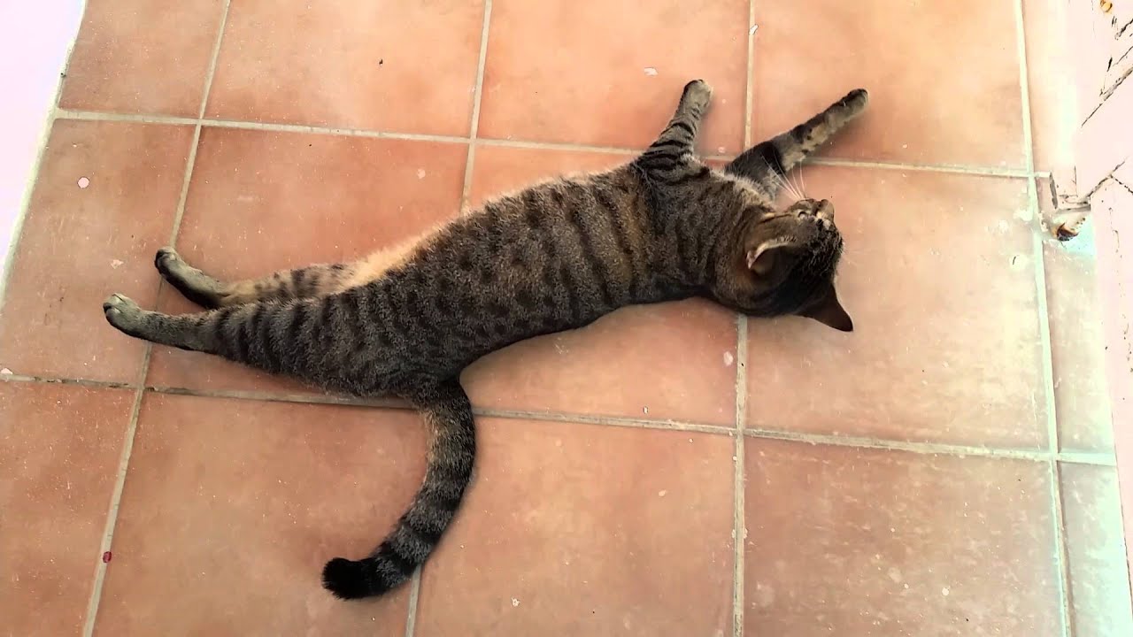 Postprandial Feline Endorphins Release