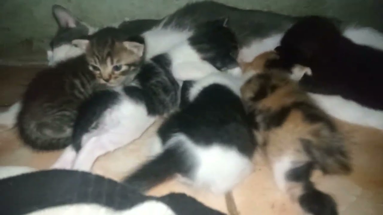 Minum susu betina anak 🐈 kucing