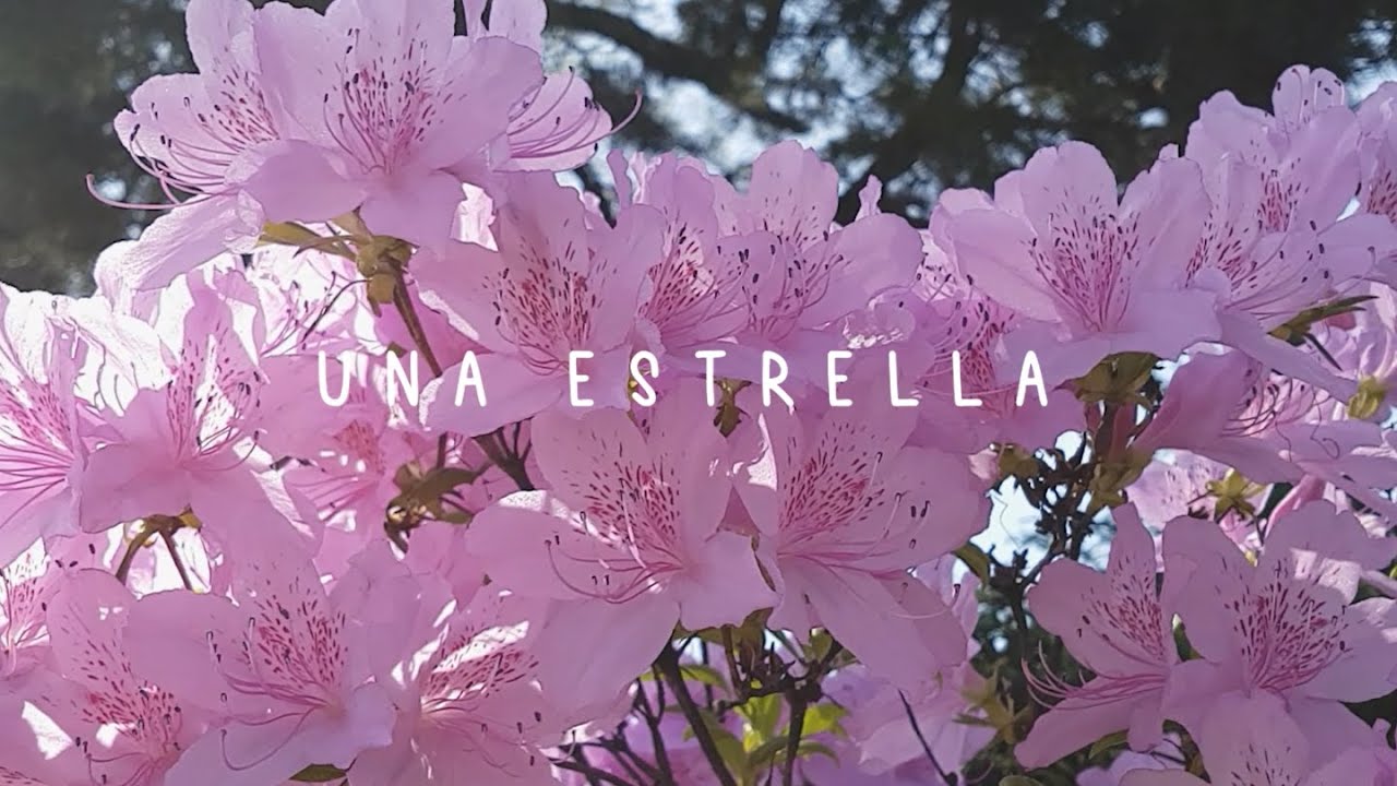 Una estrella | Grupo Kavanah