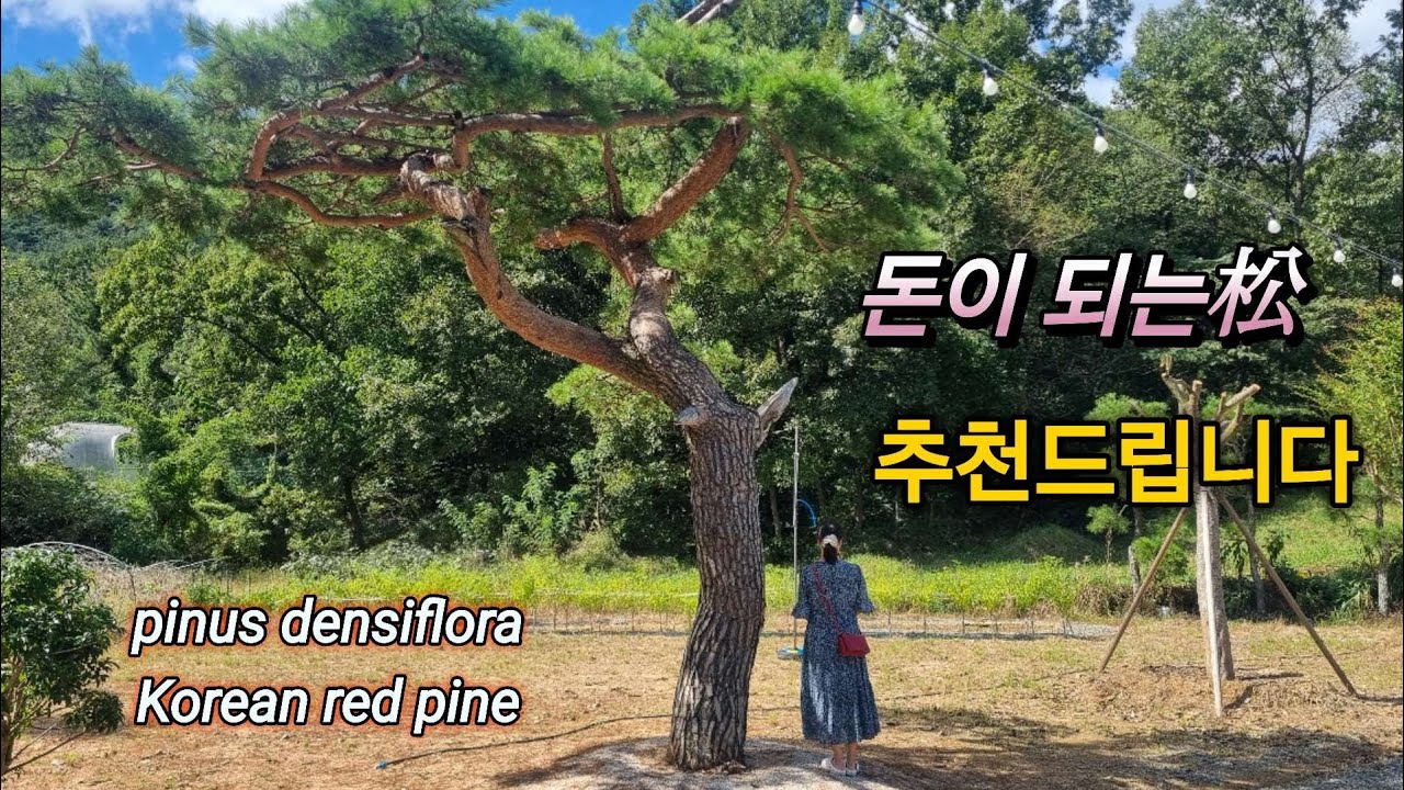 800번 #소나무 {{{판매중}}} 앞으로의 수격이 더 기대가되는../ 판매가격은 더보기란에