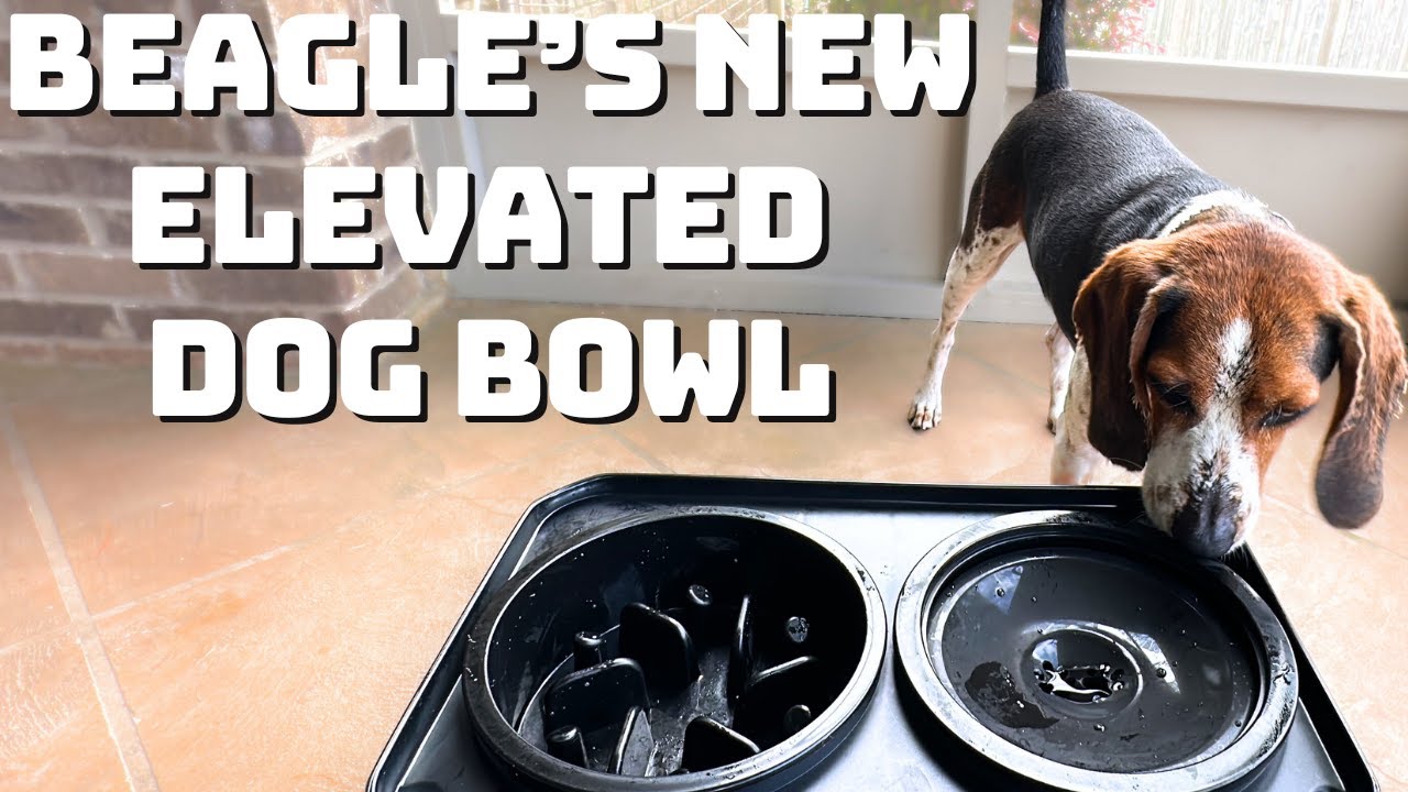 Beagle Gets A Bowl