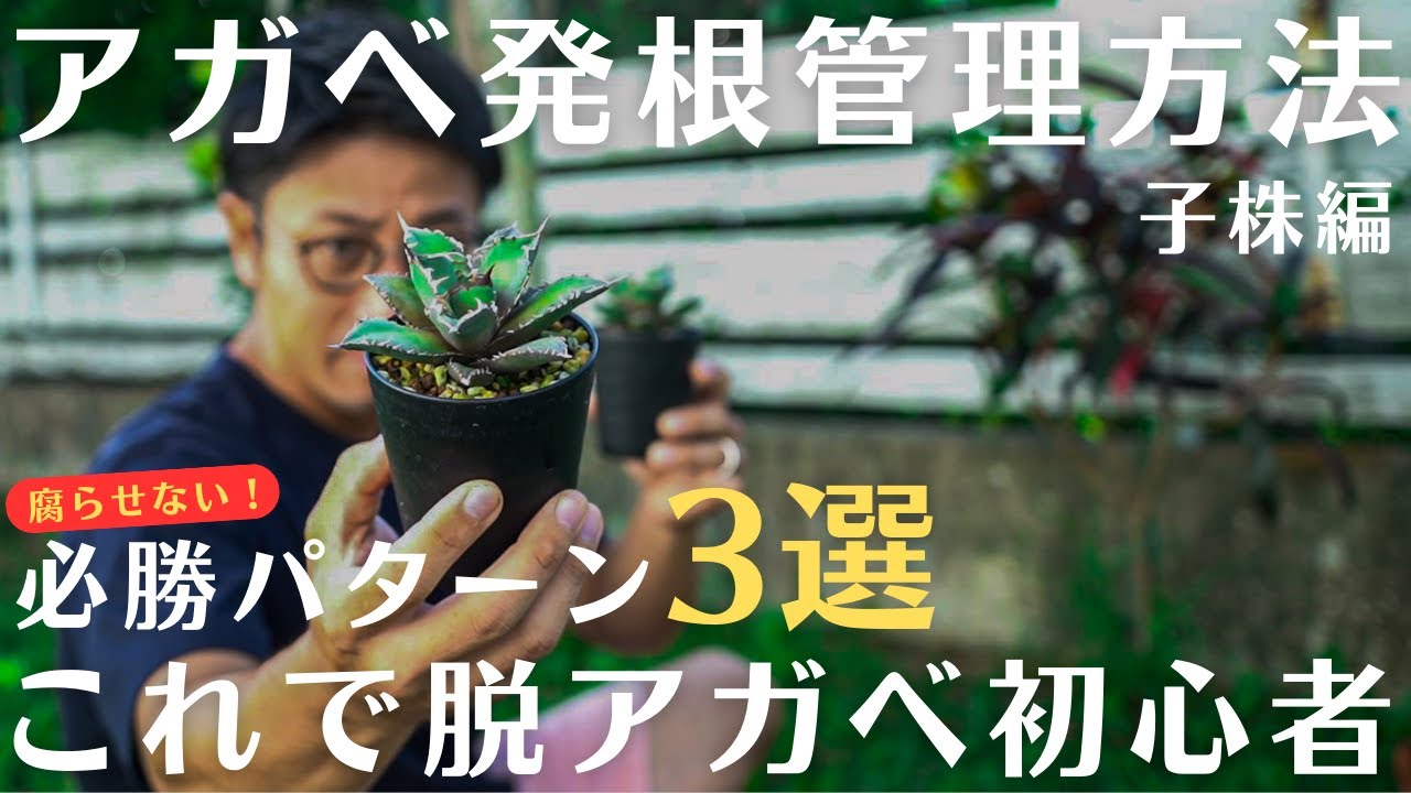アガベ子株の発根管理方法。【腐らせない、発根成功率は驚異の９９％⁈】