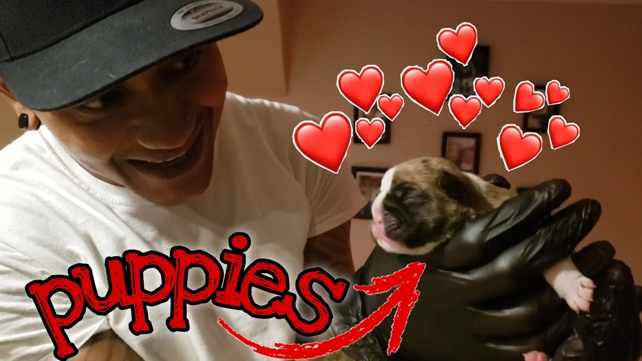 WE HAVE PUPPIES!! Newborn English Bulldog Puppies Are Here