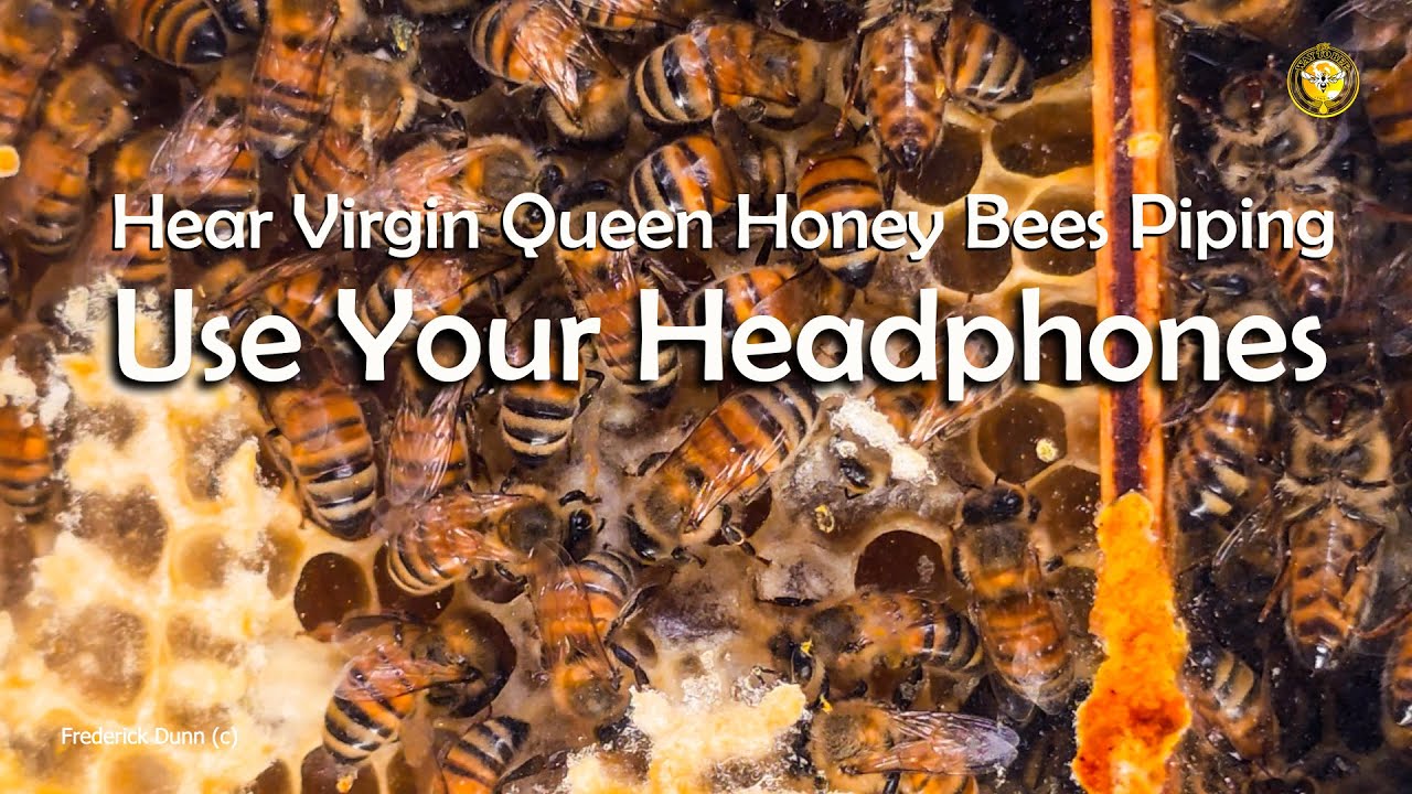 Sounds From Inside the Hive, Queen Honey Bee Communicates to other Queens. ASMR