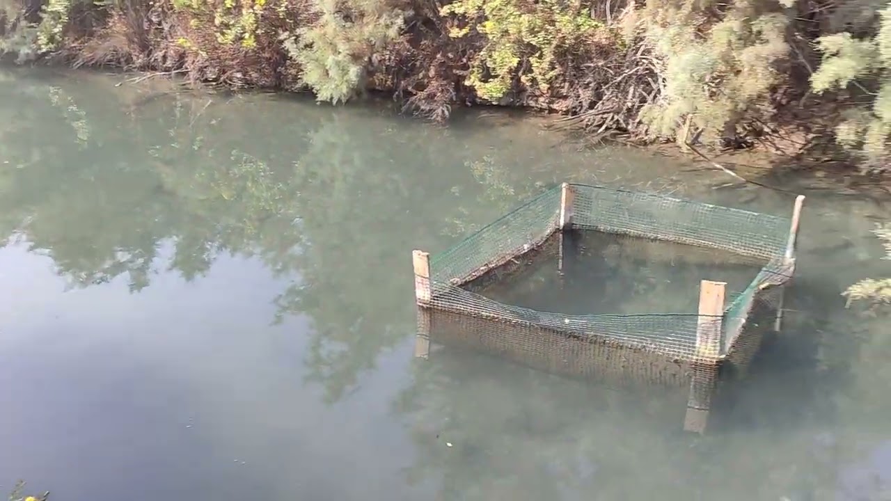 خواطر بيئية | من عين السعادة في بلاد حيفا والكرمل
