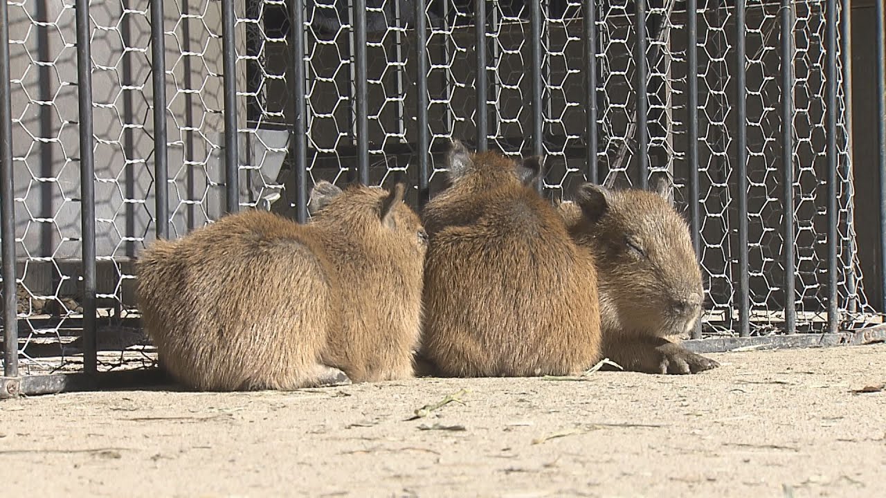 長崎バイオパーク　元日に
