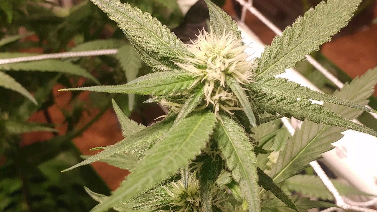 Snoop's Premium Nutes! - Begin Week 4!