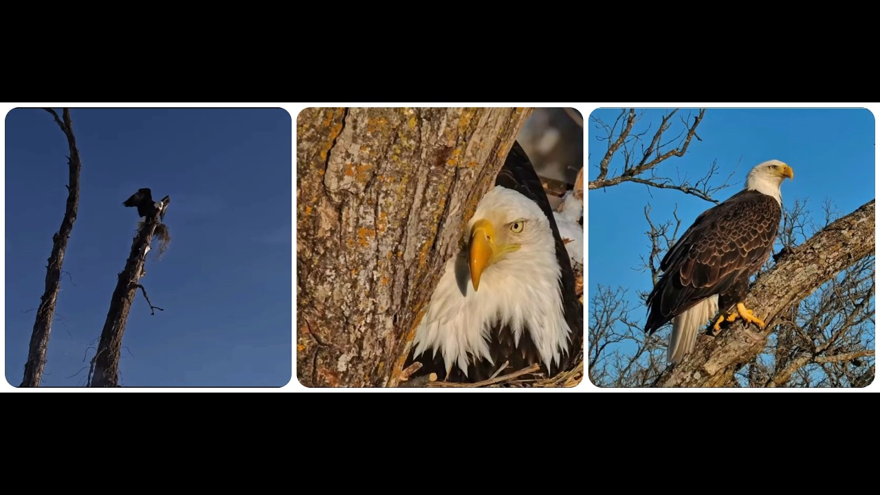 DNF actively working in the nest alone 02.03.2026 Explore Live Nature Cams Decorah Eagles - North