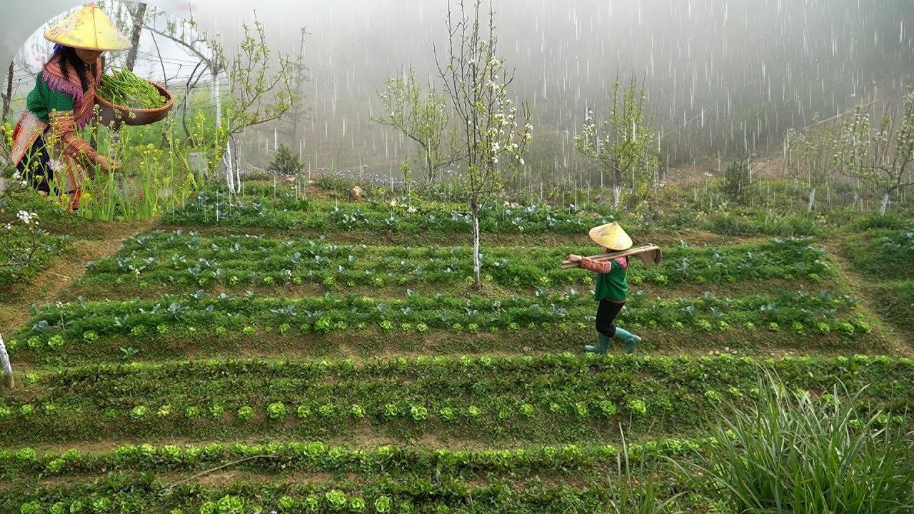 FOGGY AND RAINY, Harvesting vegetable seeds, gardening, harvesting vegetables for customers l MPFarm