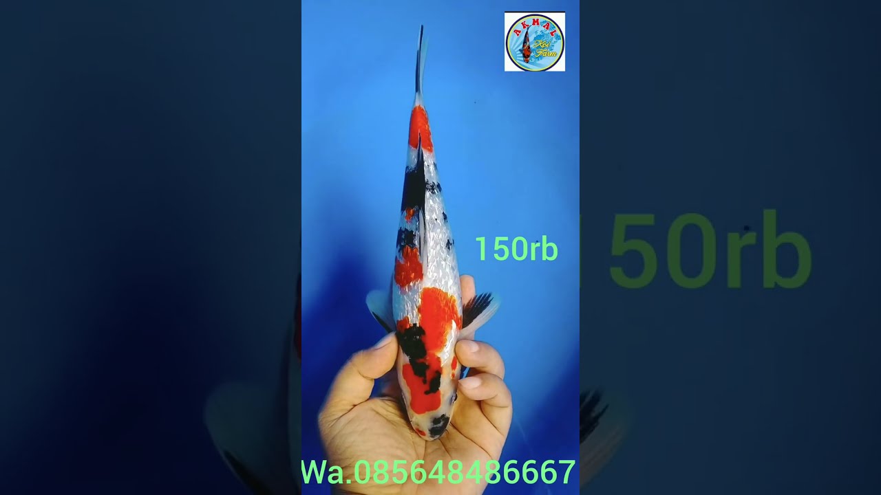 SQ-HQ Showa merah strong ⁉️