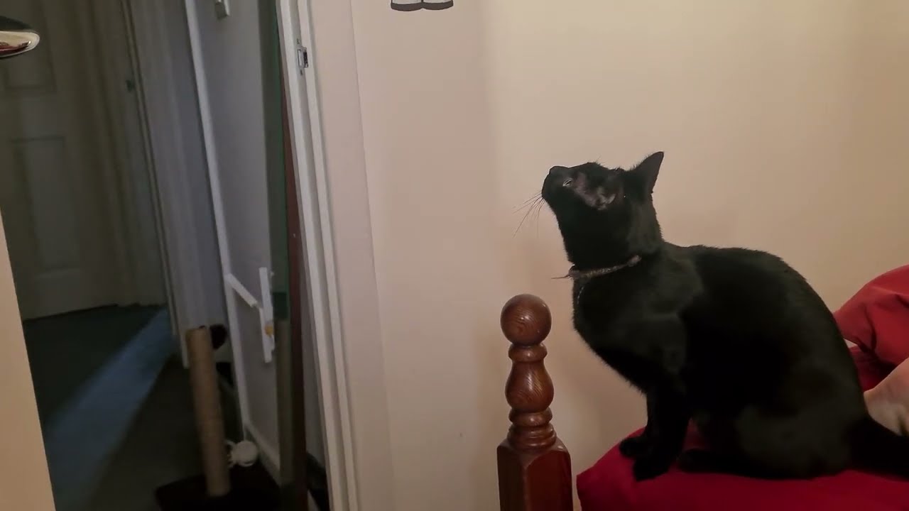 Black Cat Trilling