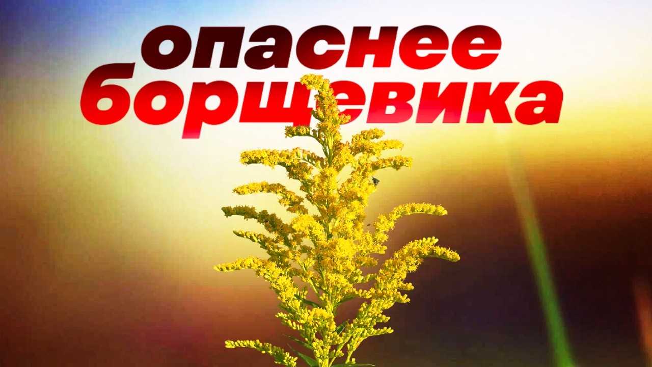 Это опасное растение захватило уже все континенты, кроме Антарктиды. И остановить его невозможно