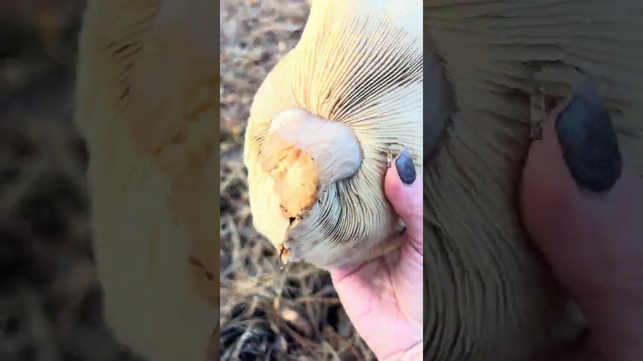 Синеножка в декабре!! На дачном участке!!!