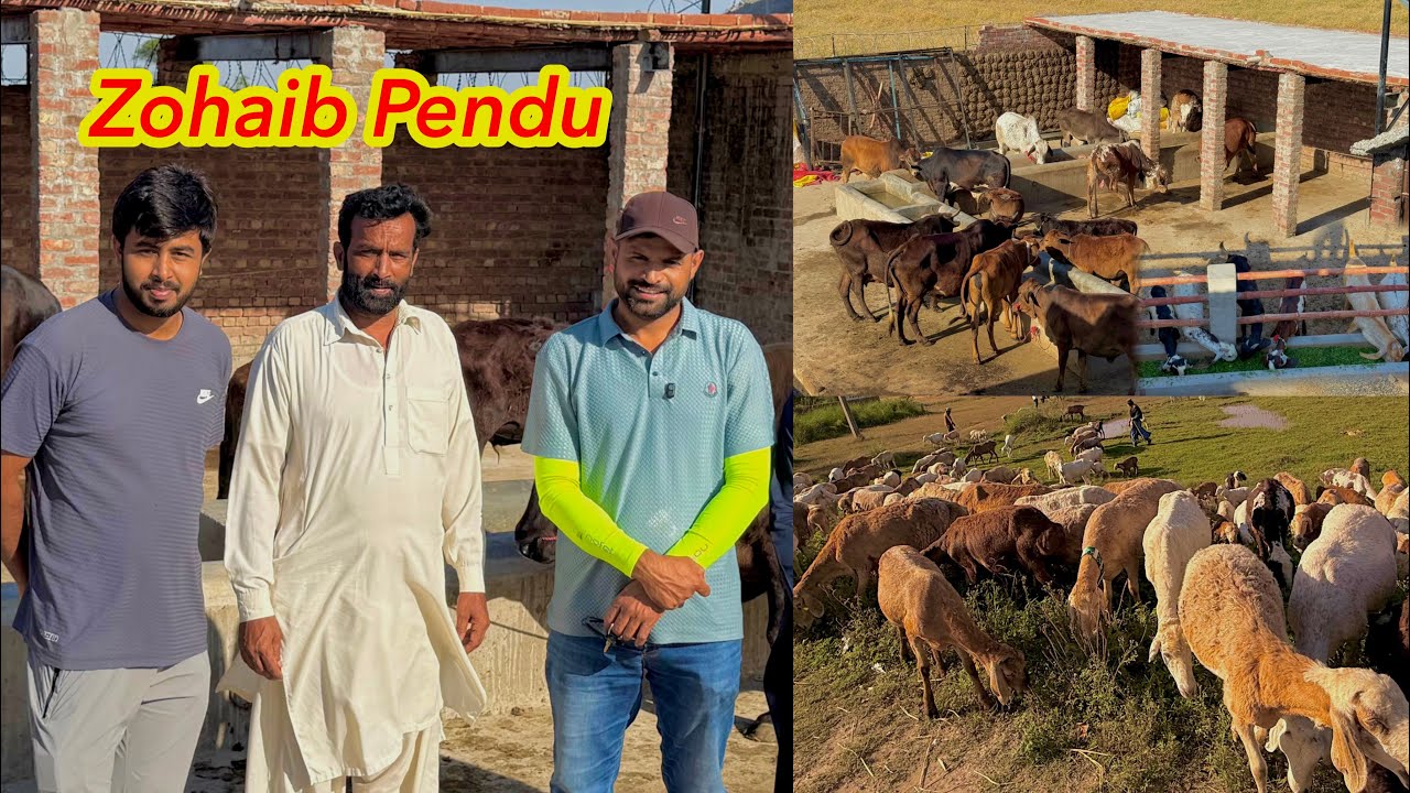 Surprise Visit Dera K Qurbani 2026 Ka Janwar Dakh Liye 