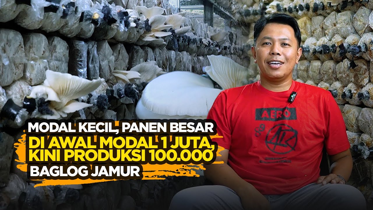 Awalnya Pedagang, Sekarang Raja Jamur Jogja  Cerita Nyata Usaha Jamur Tiram