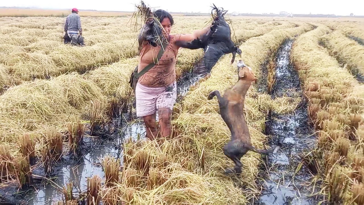 Así Atrapan los PERROS y Hombres Cazadores GALLINULAS Negras de Pico Rojo - Pesca de Chocas Galli..