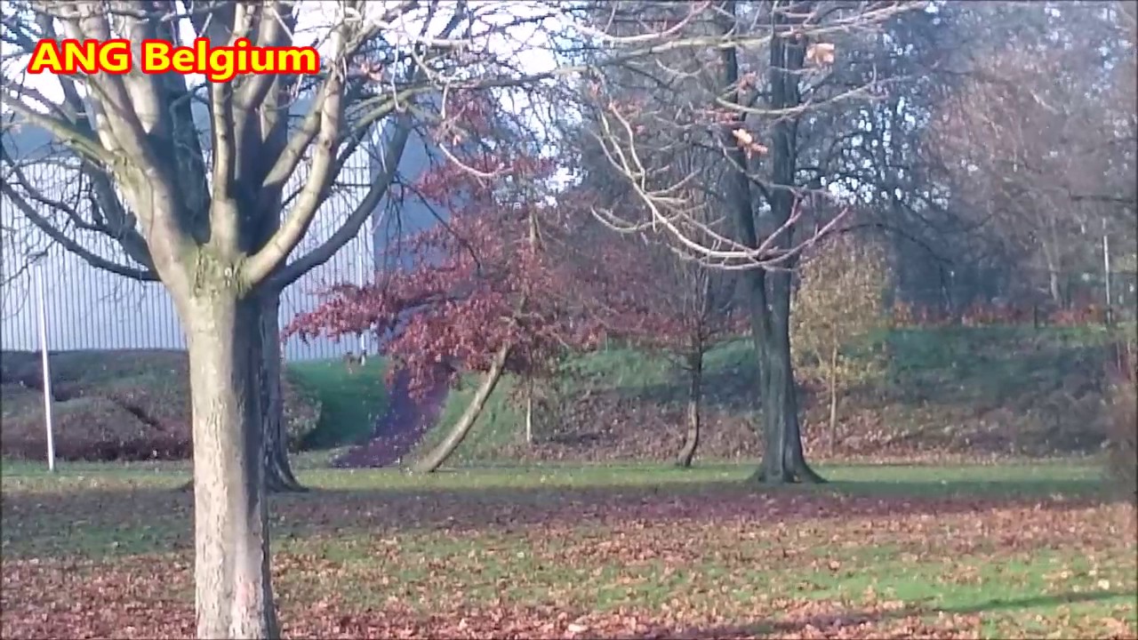 10 BEAUFORT AUTUMN DAY IN BREE BONEPUT BELGIUM 20 NOVEMBER 2016 HERFST MET 100 KM RUKWINDEN