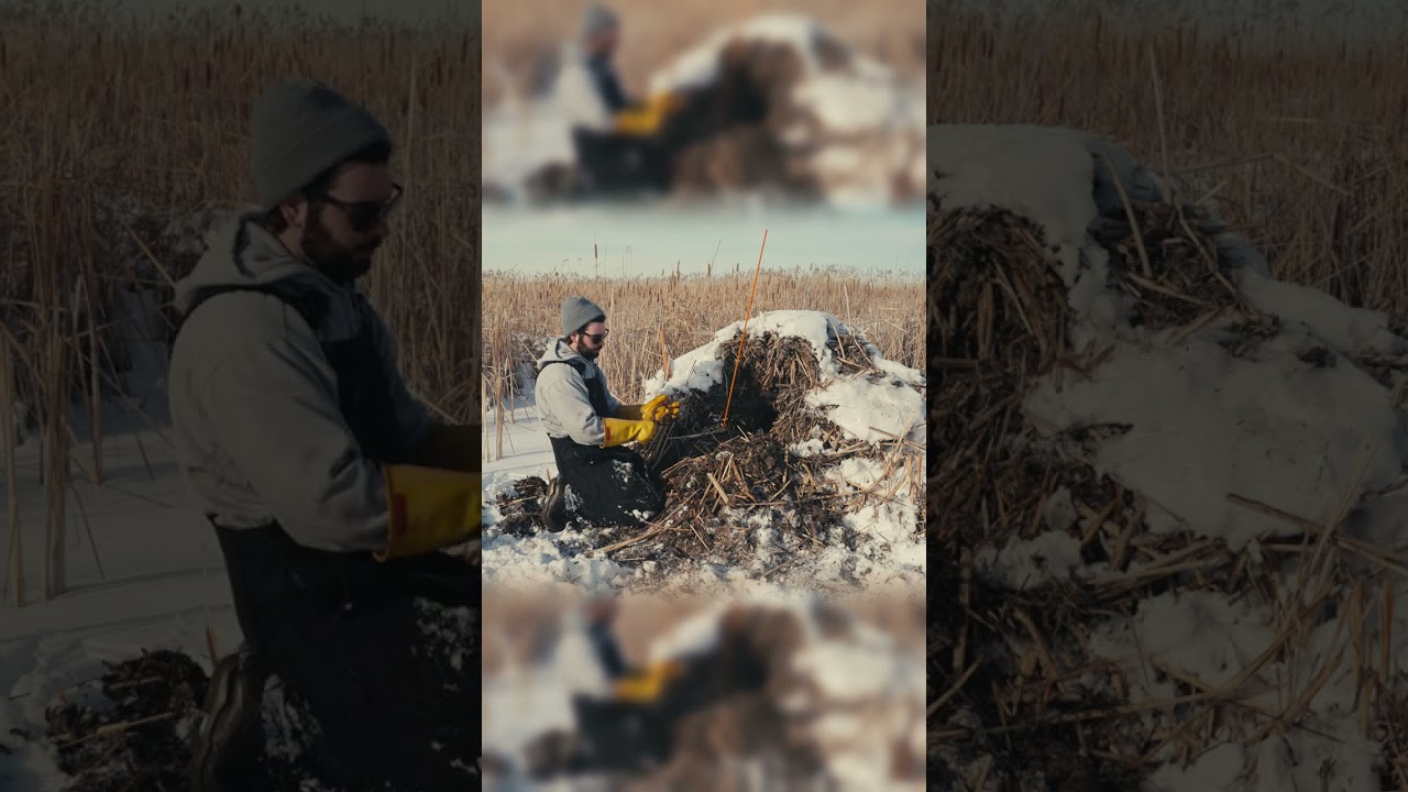 Muskrat Trapping - House Set #trapping