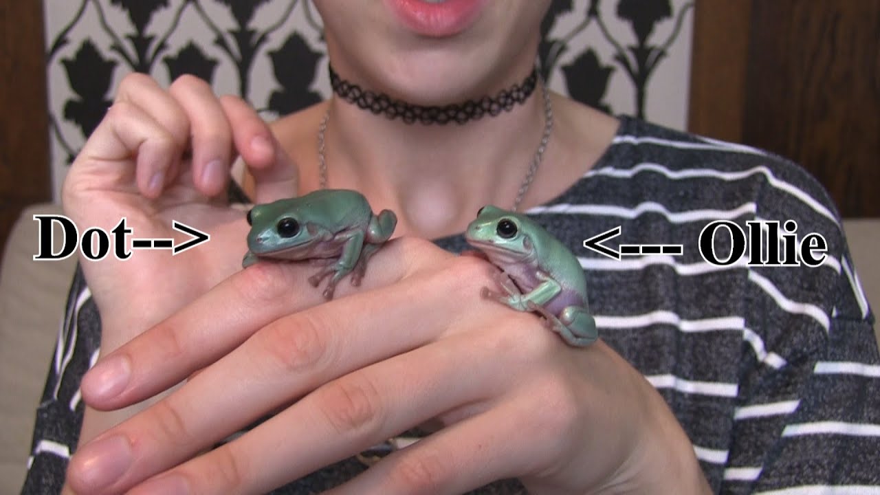 Meet My Tree Frogs