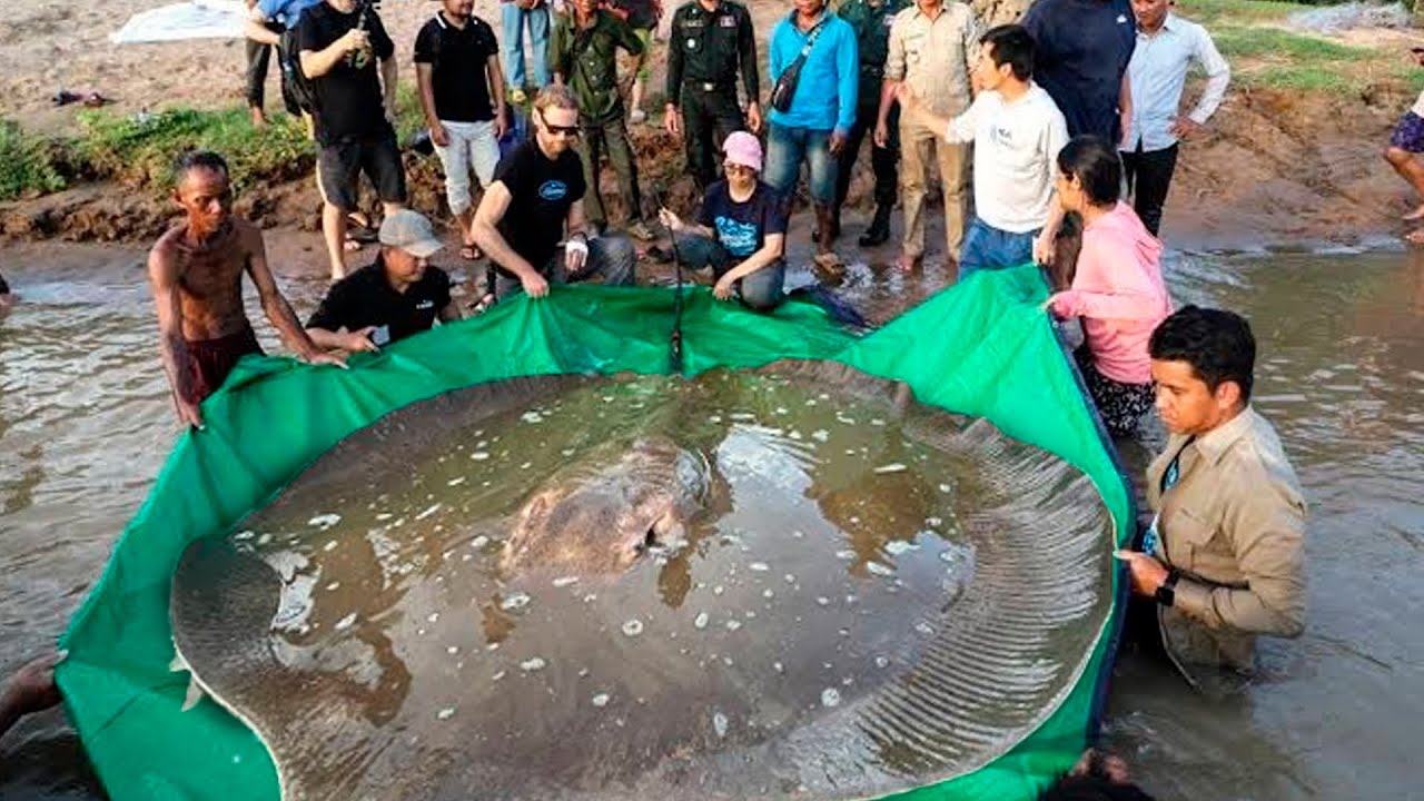 RECORDE MUNDIAL - PESCADOR FISGA MAIOR PEIXE DO MUNDO!